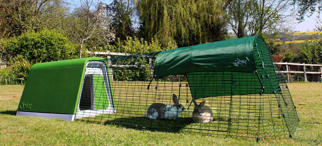 Two rabbits play in the Eglu Go rabbit hutch run Two rabbits play in the Eglu Go rabbit hutch run