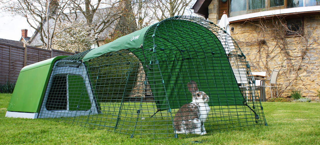 A rabbit in the run of the Eglu Go rabbit hutch A rabbit in the run of the Eglu Go rabbit hutch