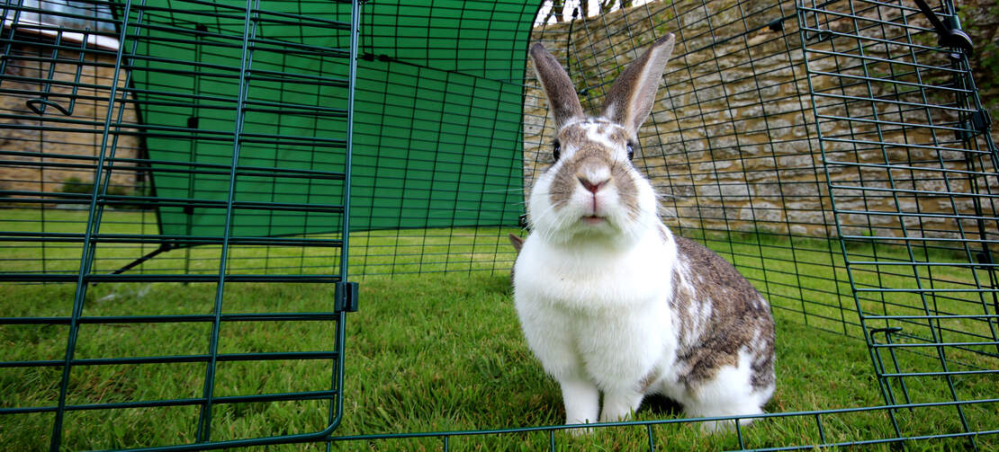 Your rabbits are in Good hands in the safe, spacious run. Your rabbits are in Good hands in the safe, spacious run.