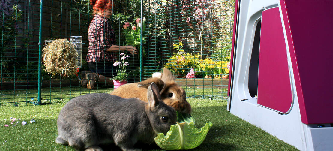 Two rabbits eating a leaf inside a rabbit enclosure