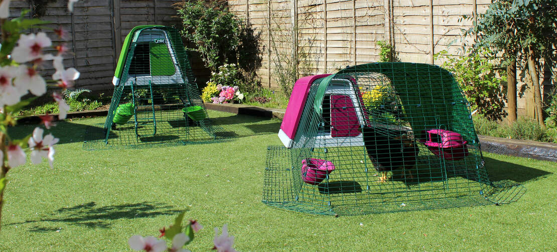 Two Eglu chicken coops in a garden Two Eglu chicken coops in a garden