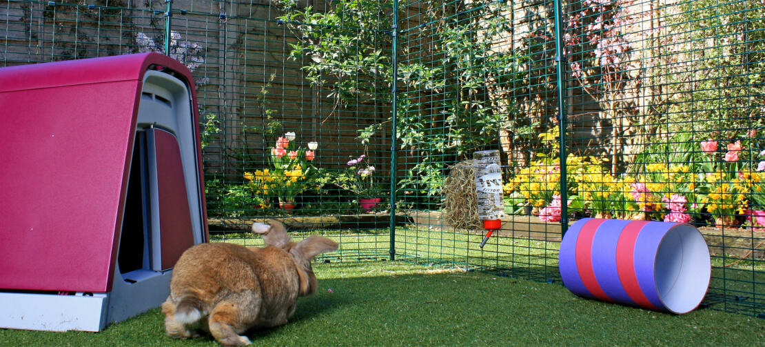 A brown rabbit hopping in an outdoor rabbit run.