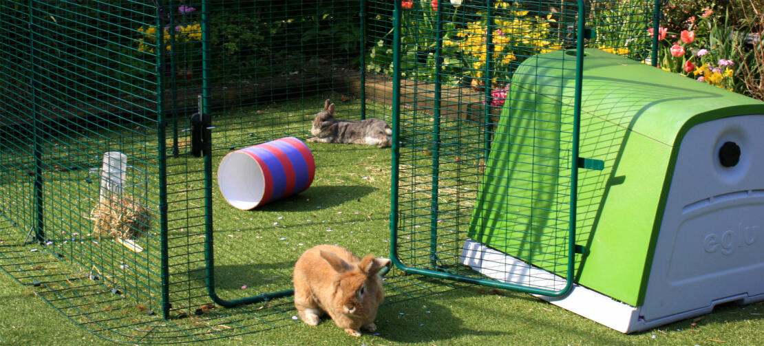 A rabbit walking our of an outdoor run with an Eglu hutch attached.