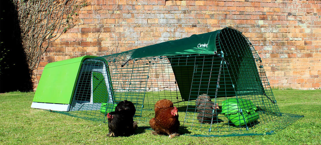 The door of the Eglu Go chicken run can be positioned to suit the layout of your backyard. open the door to allow your hens to free range. The door of the Eglu Go chicken run can be positioned to suit the layout of your backyard. open the door to allow your hens to free range.