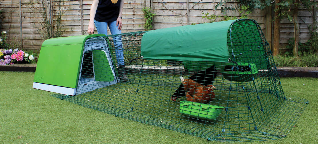 A green Eglu Go chicken coop with chicken run.
