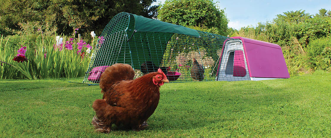 An Eglu Go with extension in a garden with three ckickens playing around An Eglu Go with extension in a garden with three ckickens playing around