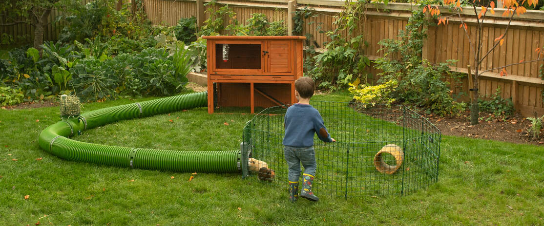 A kid playing with two guinea pigs inside a playpen connected to a Zippi tunnel to a coop