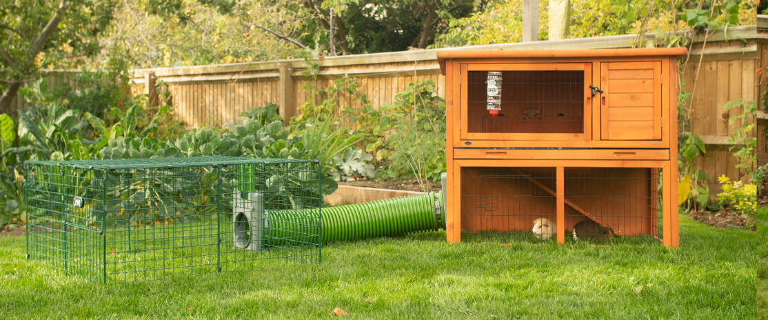 Two guinea pigs inside a coop connected to a playpen using a Zippi tunnel