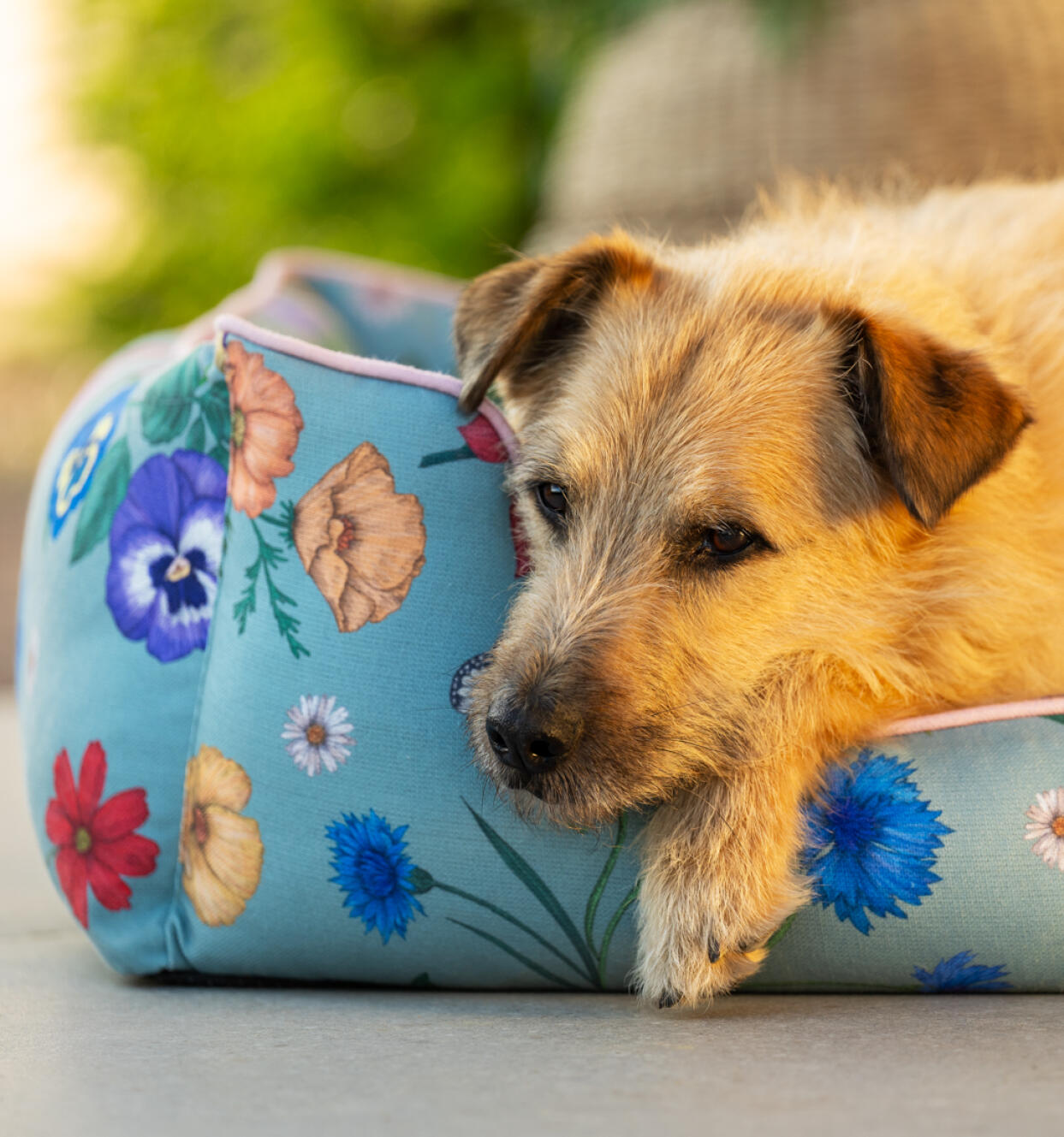 Dog relaxing on sustainable dog bed