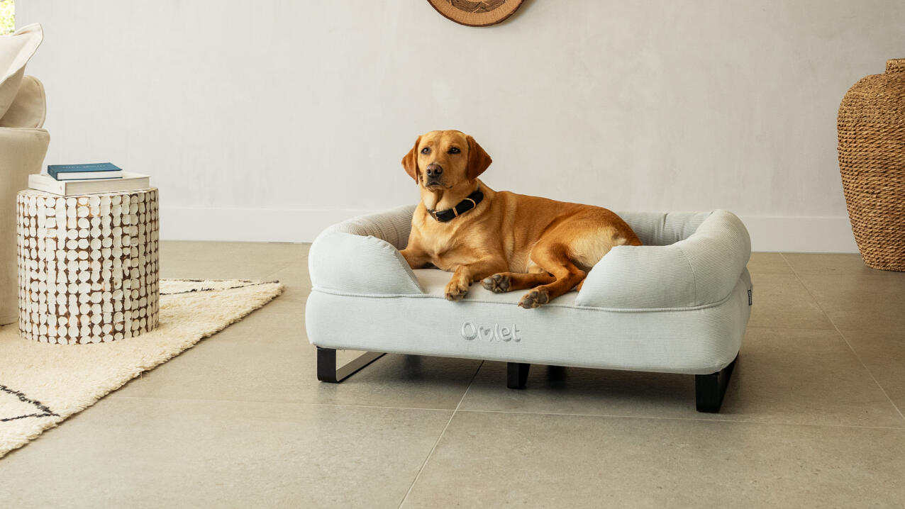 Labrador relaxing on bolster dog bed with black metal rail feet and corduroy pebble cover.