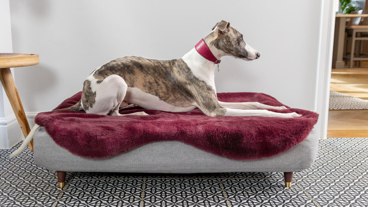 Greyhound on a Topology dog bed with a purple sheepskin topper