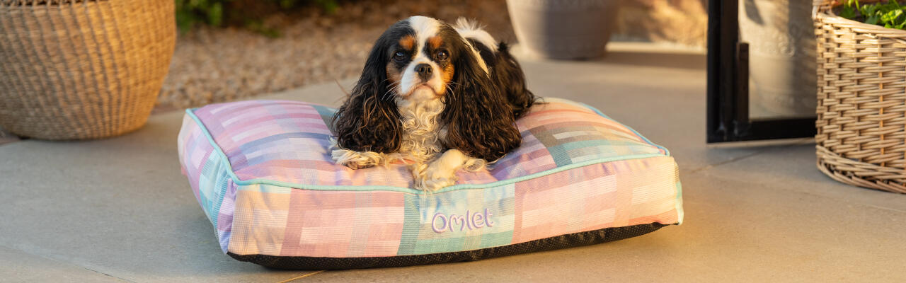 Spaniel sat on small cushion dog bed in prism kaleidoscope print - part of the gardenia collection by Omlet.