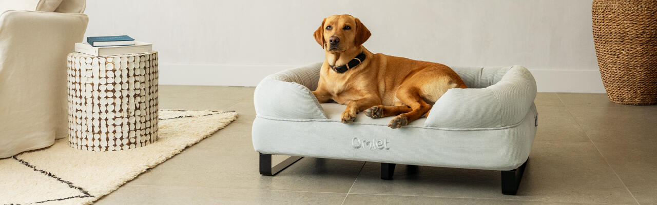 Labrador retriever sat on dog bolster bed with corduroy pebble cover and black rail feet.