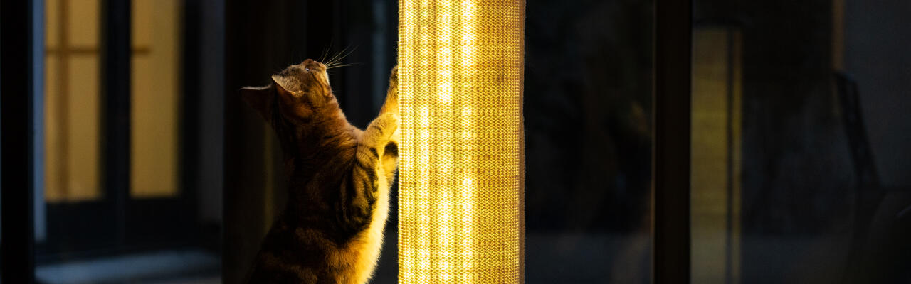 Switch sustainable sisal light up cat scratcher