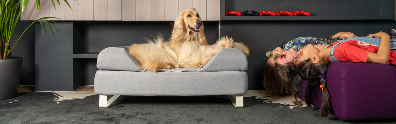 Afghan greyhound sat on Topology memory foam dog bed with customisable bolster topper and white rail feet, and girls lying upside down on sofa next to them.