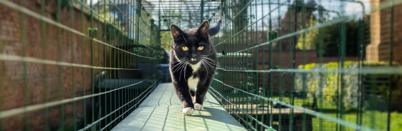 A cat walking through the outdoor catio tunnel.
