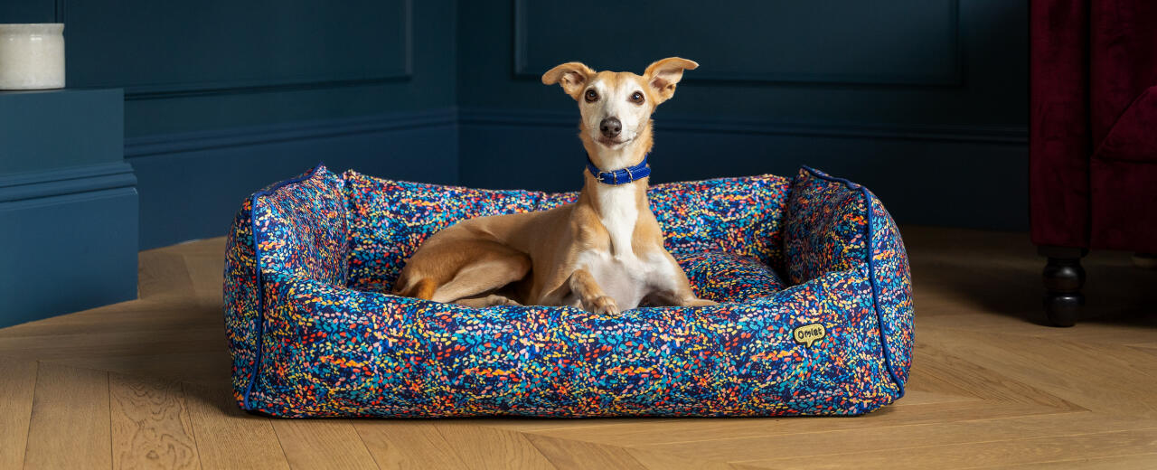 Whippet sat on Omlet nest dog bed in colourful patterpaws neon print.