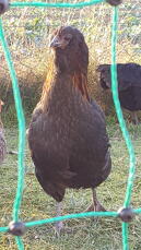 A brown araucana chicken behind chicken fencing