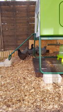 Omlet green Eglu Cube large chicken coop in run