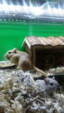Gerbil with house 