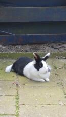 A black and white bunny rabbit lying on a patio