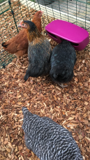 Plenty of room at this Eglu Cube feeder for the girls to share! 