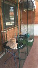 Cat in Omlet cat balcony run