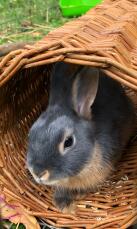 Rabbit in tube