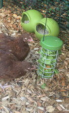 Two chickens pecking some lettuce on their treat holder