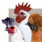 Chicken Breeds