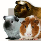 Guinea Pig Breeds