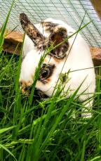 Sniffles Loves Grass!