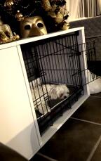 A white dog resting inside his crate