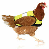 High-Vis Chicken Jacket