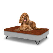 Dog sitting on a medium Topology dog bed with microfiber topper and black metal hairpin feet
