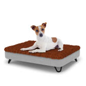 Dog sitting on a small Topology dog bed with microfiber topper and black metal hairpin feet