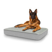 Dog sitting on large Topology dog bed with quilted topper