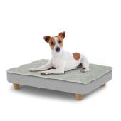 Dog sitting on a small Topology dog bed with quilted topper and wooden round feet
