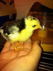 ancona cockerel chick 1 week old