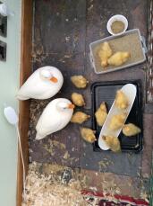 March ducklings