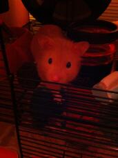 Henry loves his cage x 
