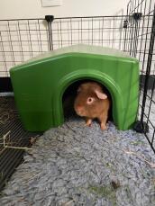 A guinea pig coming out of the Omlet guinpig shelter.