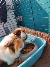 Two guinea pigs nibbling food!