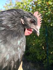 A close up image of a black chicken in the sun