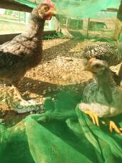 Three chickens in a chicken coop