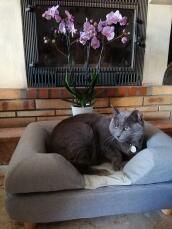 A cat in his grey bolster cat bed
