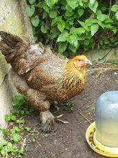 A pretty brahma chicken enjoying the garden.