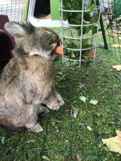 A rabbit eating a carrot from a treat holder