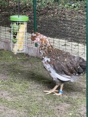 A chicken feeding on some vegetables from her treat holder