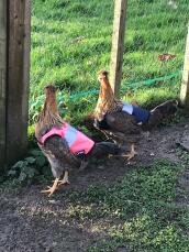 Darcy and pip in their smart new Omlet jackets!
